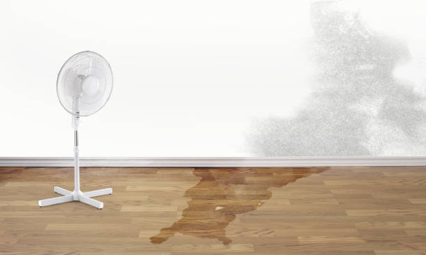 Best Mold removal after water damage  in Milton, GA